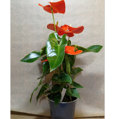 Anthurium