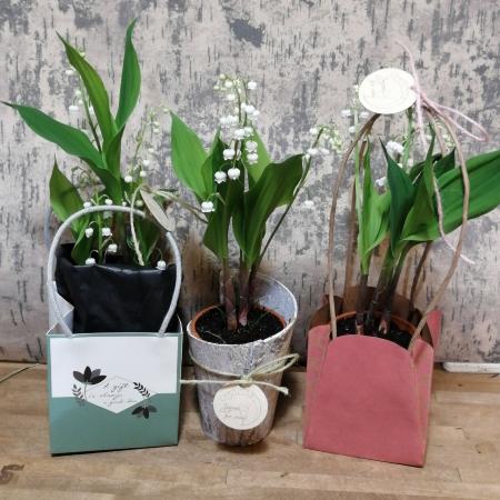 Muguet en pot