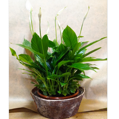 Spathiphyllum